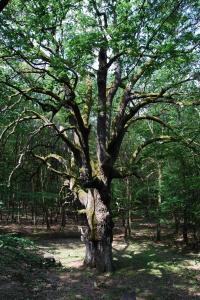 Ragályi öreg tölgy 1