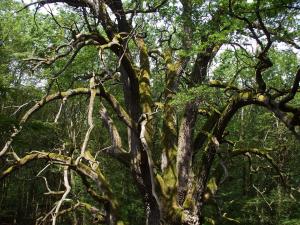 Ragályi öreg tölgy 2