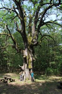 Ragályi öreg tölgy